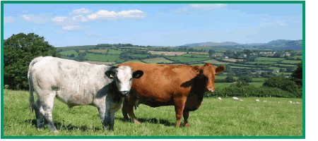 South Devon and calf