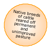Native cattle reared off grass