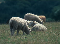 Whiteface Dartmoor Sheep